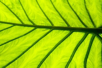 green taro leaves full frame natural background