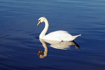 swan on the lake