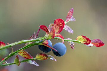 blueberries