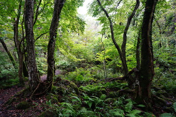 Obraz premium a fascinating autumn forest in the sunlight