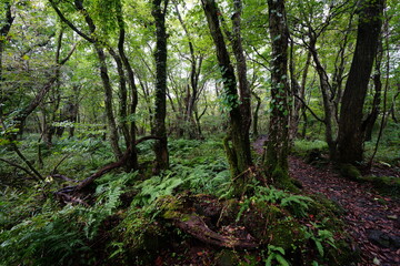 a pathway through thick wild forest