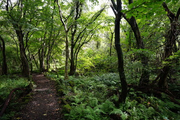 a fascinating autumn forest in the sunlight