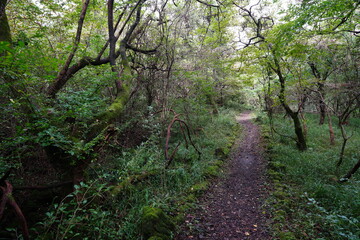 a pathway through thick wild forest