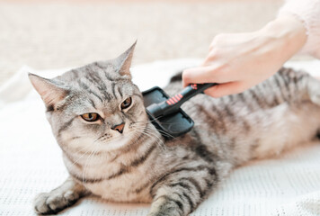 woman combing British cat with pet brush. displeased tabby cat being brushed at home. care and...
