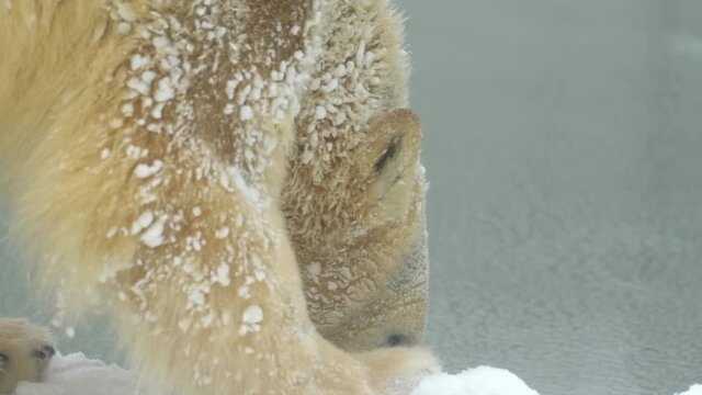 Polar bear in winter landscape at snowfall, swimming in cold water across broken ice. 4k Cinematic slow motion footage