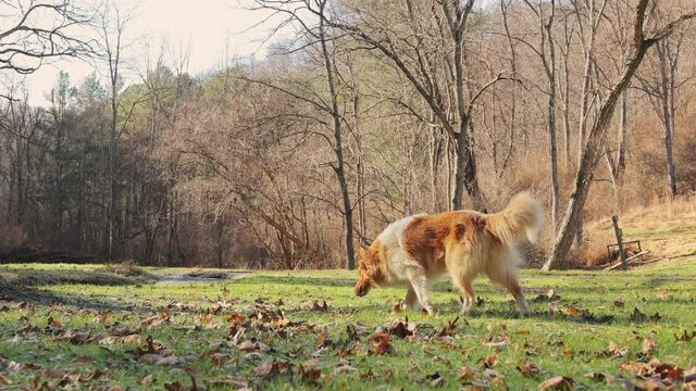 Rough Collie dog standing on a green field surrounded by dead trees in winter