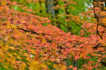 竹林の中の紅葉