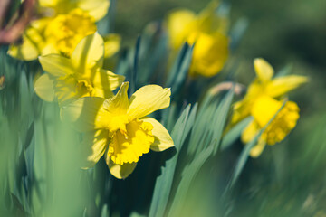 Obraz premium Narcissus flower closeup in spring. Bright yellow daffodil blooms in a sunlit outdoor garden in Poland. Selective focus on the details, blurred background.