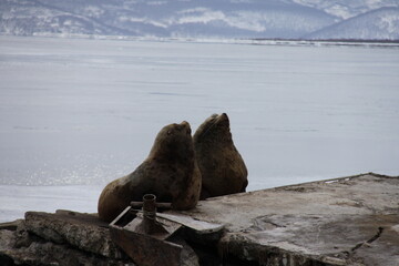 Sea lions in Avacha Bay
