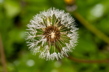 Dandelion fluffy hat with tiny dew drops on the villi with seeds in the center, close-up background