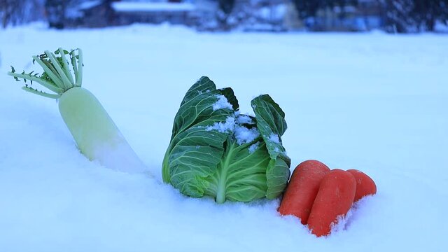 雪下野菜　雪中保存　イメージ