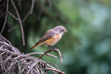The common redstart female, Phoenicurus phoenicurus, is photographed in close-up sitting on a branch against a blurred background.