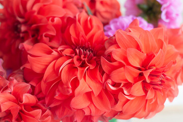 Bouquet of red dahlias close-up. Flower petals.
