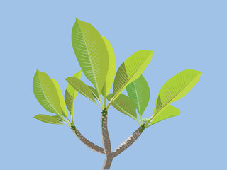 Green leaves isolated on blue sky background
