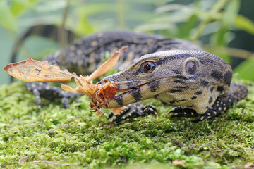 A young salvator monitor lizard was preying on a moth. This reptile has the scientific name Varanus...