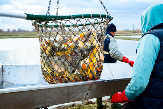 Browse the Gallery - Nets that Honor the Fish
