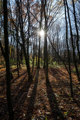 deciduous trees during leaf fall in autumn