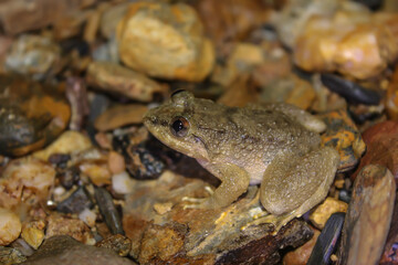 frog on the ground