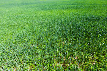 an agricultural field on which cereal plants are grown