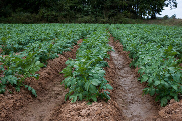 The organic potato garden is blooming while waiting to be harvested.