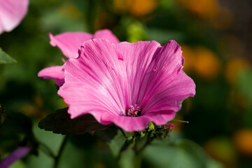 small pink flowers close up
