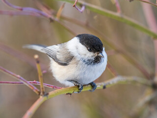 Cute bird the willow tit, song bird sitting on a branch without leaves in the winter.
