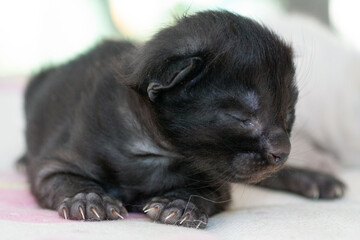 A small newborn kitten that has not yet opened its eyes after birth. The tiny kitten is sleeping. Beautiful little kitty.