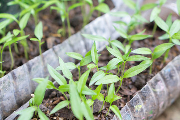 Closeup young sprout chilli with green leaves growing plant  from plastic bottle recycle, Healthy food concept, Selective focus