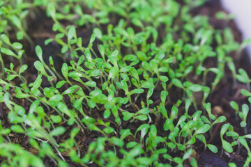 Closeup Sprout salad growing form seed, Young green vegetable selective focus