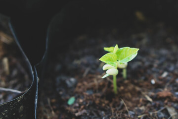 Closeup young sprout lentils with green leaves growing from bag, Healthy food concept, Selective focus