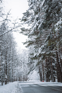 Empty road in snowy winter forest. Tall fir trees landscape. Picturesque view of snow-capped spruces on frosty day. Photo wallpapers. Fabulous nature image. Happy New Year. Beauty of earth. Vertical.