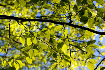 young green foliage on the crab in the spring season