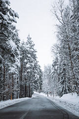 Empty road in snowy winter forest. Tall fir trees landscape. Picturesque view of snow-capped spruces on frosty day. Photo wallpapers. Fabulous nature image. Happy New Year. Beauty of earth. Vertical.