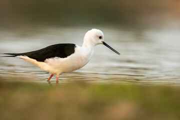 Black winged stilt or Himantopus himantopus bird portrait at eye level in wetland of keoladeo national park or bharatpur bird sanctuary rajasthan india