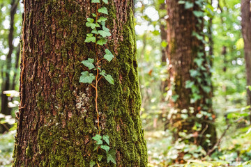 Obraz premium View of moss covered trees in autumn.
