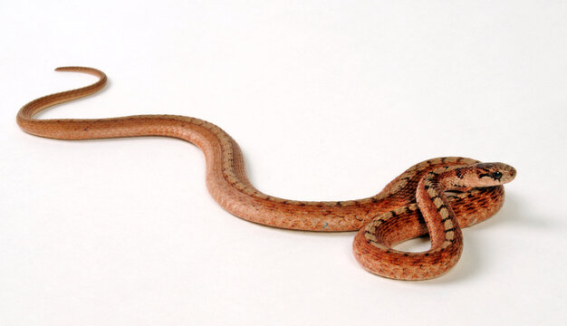 DeKay's Brown Snake // Braunnatter (Storeria dekayi)