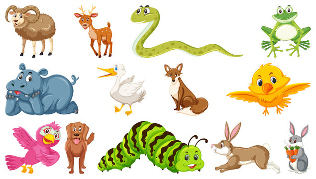 Set of isolated various animals