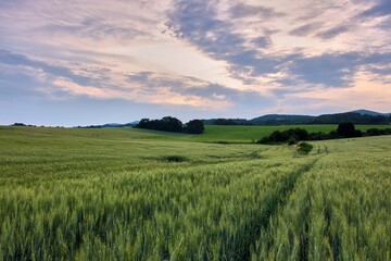 Obraz premium Spring rural landscape with a field in the foreground. Wheat ears. Dramatic sky with clouds in pastel colors. Early evening. Chocholna, Slovakia.