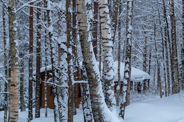 Fototapeta premium birch forest in winter