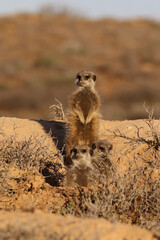 three meerkats in the morning: one standing guard whilst the other two are peeking out of their...