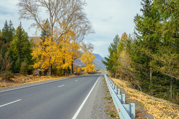 Colorful autumn landscape with birch tree with yellow leaves in sunshine near mountain highway. Bright alpine scenery with mountain road and trees in autumn colors. Highway in mountains in fall time.