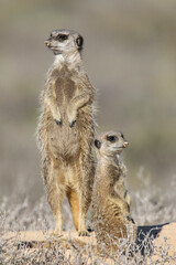 portrait of two meerkats: one sitting and one standing