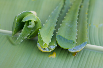 Naklejka premium Slice Aloe Vera (Aloe barbadensis Mill.,Star cactus, Aloe, Aloin, Jafferabad or Barbados) a very useful herbal medicine for skin care and hair care. aloe vera on wooden table