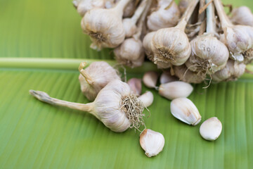 Garlic cloves and bulb in cloth vintage.
Garlic cloves on rustic table in wooden bowl. Fresh peeled garlic and bulbs.