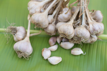 Garlic cloves and bulb in cloth vintage.
Garlic cloves on rustic table in wooden bowl. Fresh peeled garlic and bulbs.