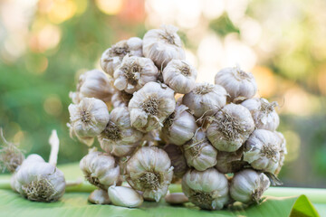 Garlic cloves and bulb in cloth vintage.
Garlic cloves on rustic table in wooden bowl. Fresh peeled garlic and bulbs.