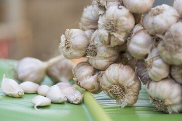 Garlic cloves and bulb in cloth vintage.
Garlic cloves on rustic table in wooden bowl. Fresh peeled garlic and bulbs.