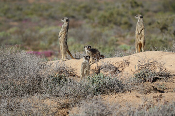 meerkat family on guard