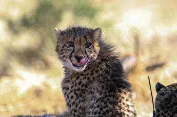 portrait of a cheetah licking its lips