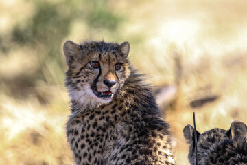 portrait of a cheetah